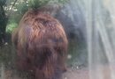 大狗熊