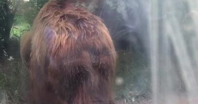大狗熊