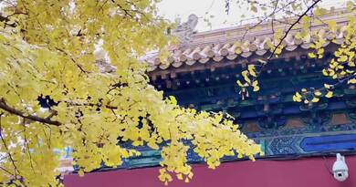 中山公园赏秋　编导：侯海涛