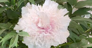 2025河南行2：洛阳牡丹  夜游应天门