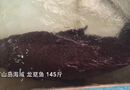 万山岛海域 龙趸鱼 145斤