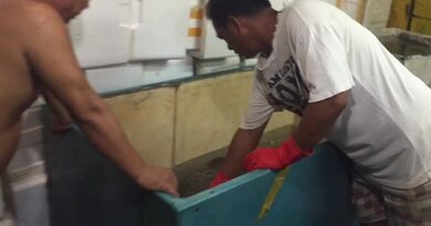 冰冻开刀大龙趸 145斤