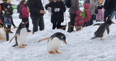动物精灵们　编导：卢颖
