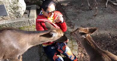 奈良的鹿　编导：卢颖