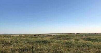 蒙古草原美食　编导：吴建芬