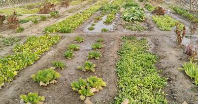 浩华农场　编导:吴建芬