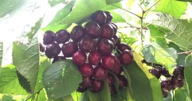 农场樱桃季 编导：卢颖