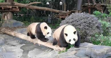 探寻.国宝大熊猫 编导：成婷婷