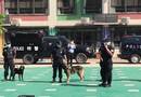 反恐精英特战队携警犬进校园 编导：郭昕炜
