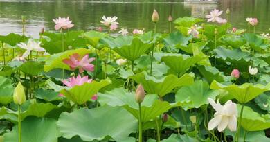 正是荷花最美时 编导：郭昕炜