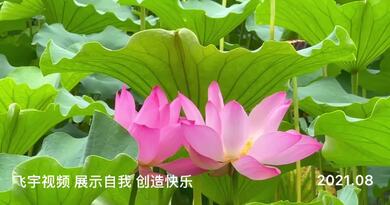 紫竹院的荷花儿开了 编导：侯海涛