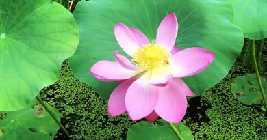 圆明园赏荷 编导：成婷婷