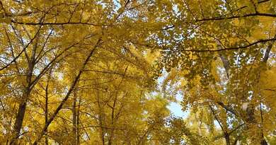 钓鱼台银杏大道   编导:吴建芬