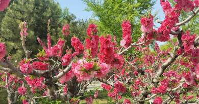 朝阳公园    编导:吴建芬