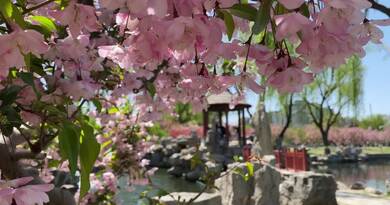 阳春三月 编导：卢颖