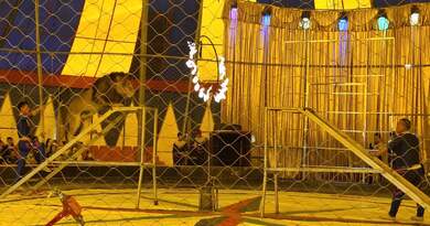 杂技——狮子钻火圈    编导:吴建芬