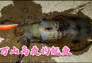 时隔三年重返珠海万山岛，运气尤在，夜钓成功上鱿鱼