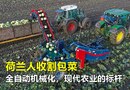 荷兰人收割包菜，全自动机械化