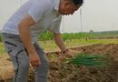 汗滴禾下土