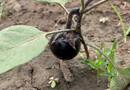 小菜园浇水方便了