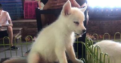 大同宠物和夜市